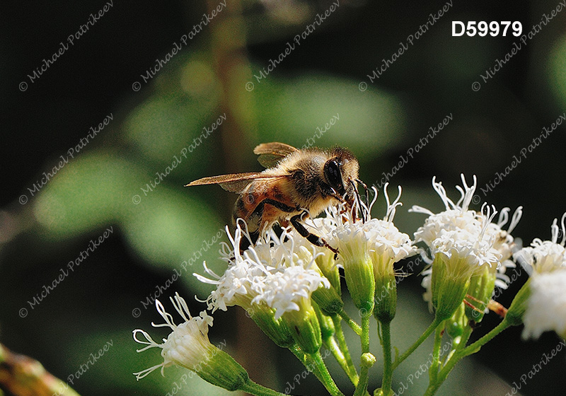 Western Honey Bee (Apis mellifera)